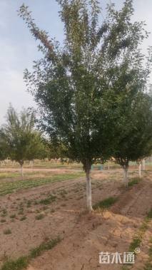 12公分绚丽海棠