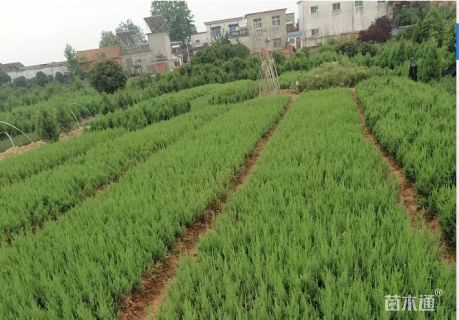 高度80厘米河南桧