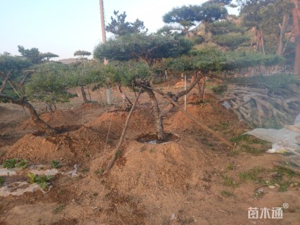 造型油松造型黑松