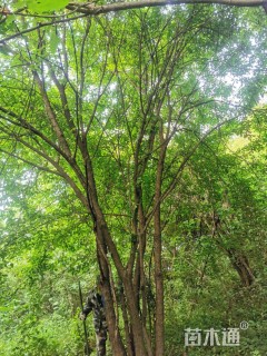 15公分茶条槭