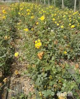 高度30厘米月季