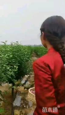 高度80厘米丛生木槿