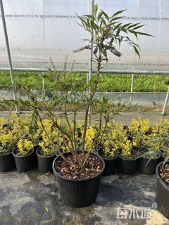 高度50厘米十大功劳