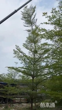 10公分细叶榄仁