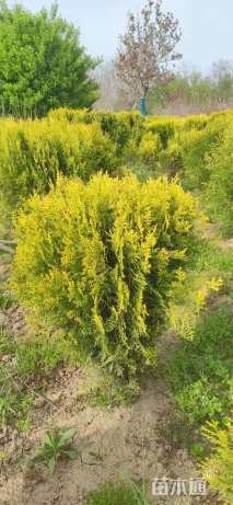 冠幅130厘米洒金柏球