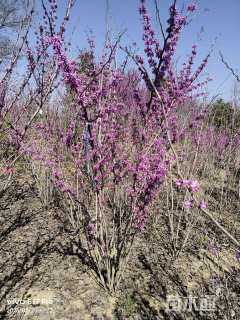 高度250厘米紫荆