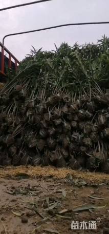 高度120厘米夹竹桃