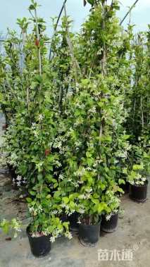 高度100厘米茉莉花