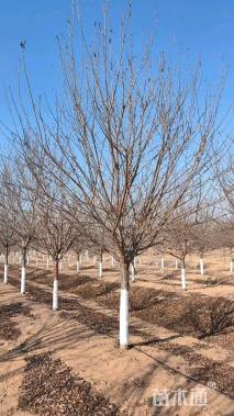 14公分染井吉野樱