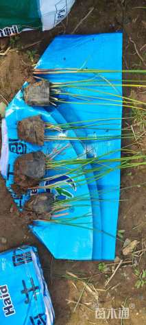 高度40厘米水葱