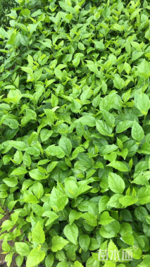 高度30厘米扶桑