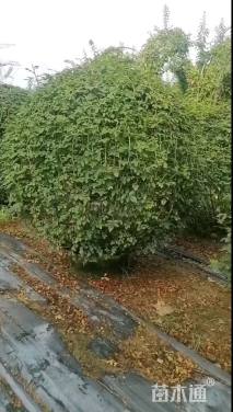 高度150厘米月季