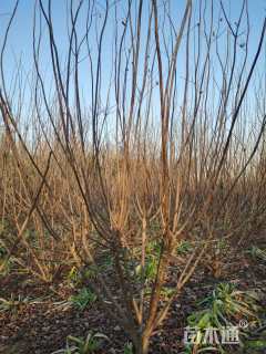 高度350厘米丛生黄栌