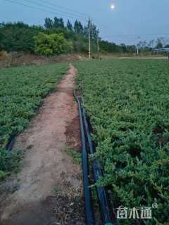 高度30厘米铺地柏