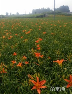 高度25厘米沙地柏