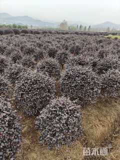 冠幅60厘米红花继木球