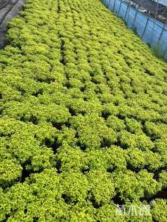 高度20厘米金叶满天星