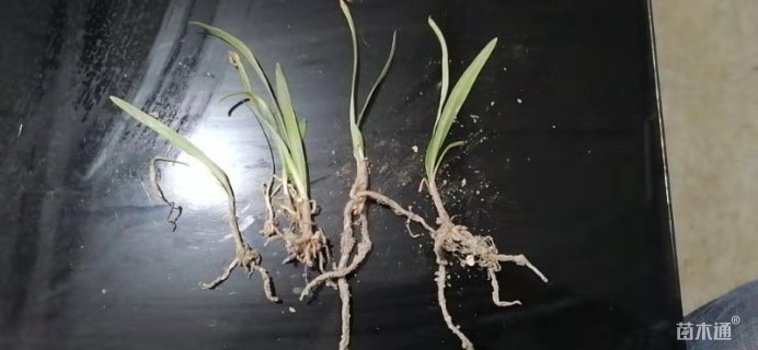 高度5厘米百子莲