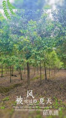 13公分大叶女贞