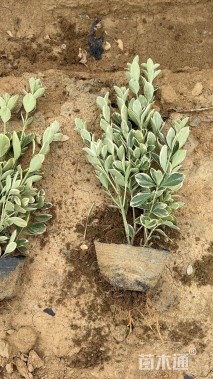 高度35厘米金边黄杨