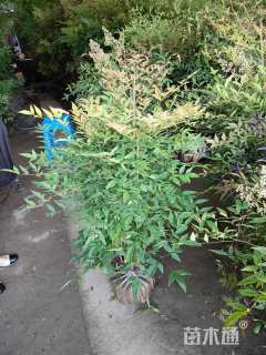 高度80厘米南天竹