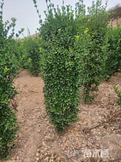 冠幅30厘米大叶黄杨球