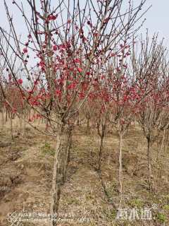 高度200厘米红须朱砂梅