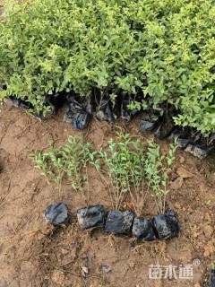 高度20厘米红背桂