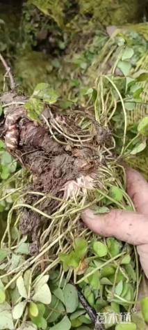 高度25厘米细叶麦冬草