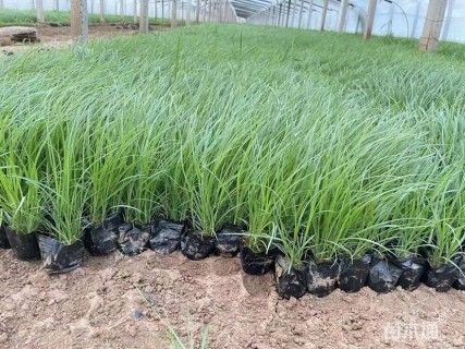 高度5厘米青绿苔草