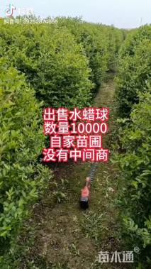 高度100厘米水蜡球