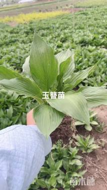 高度20厘米玉簪