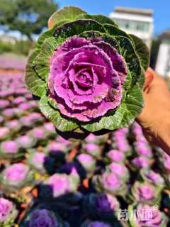 高度15厘米羽衣甘蓝