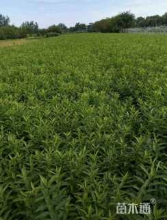 高度50厘米连翘