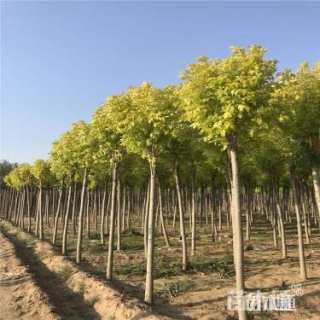 10公分金叶白蜡