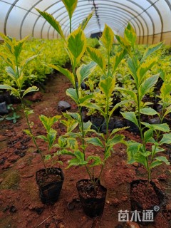 高度30厘米花叶连翘