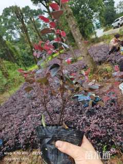 高度30厘米高山杜鹃小苗