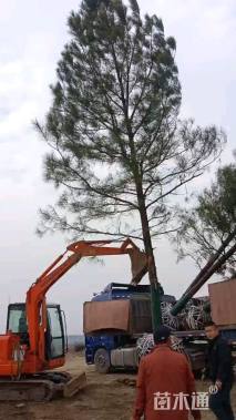 高度750厘米马尾松