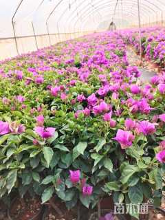 高度40厘米三角梅