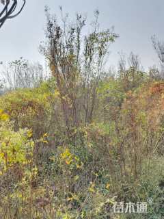 高度200厘米丛生紫薇