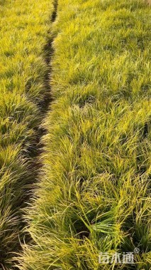 高度30厘米金叶石菖蒲