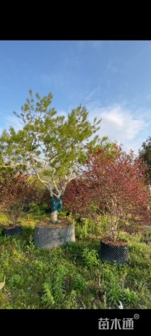 10公分红果冬青