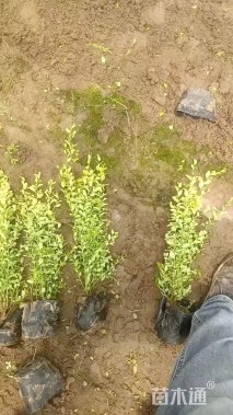 大杯苗亮晶女贞小苗