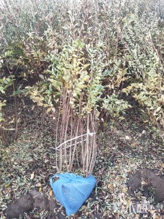 高度180厘米丛生紫薇