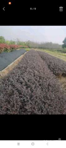 高度40厘米红花继木