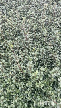 高度30厘米六月雪