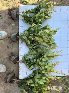 高度50厘米金森女贞