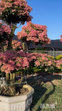 高度250厘米三角梅