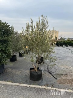 2公分油橄榄