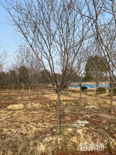 12公分北美海棠